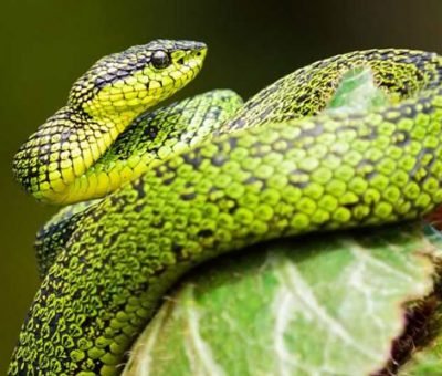 Wildlife Department In Gurgaon Rescues 450 Poisonous Snakes In 2 Months